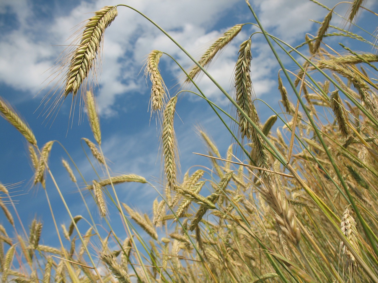 कृषि उत्पादकता बढ़ाने का सबसे अच्छा तरीका क्या है? | MD BIOCOALS